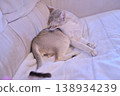 A Singapura cat grooming itself on a bed. 138934239