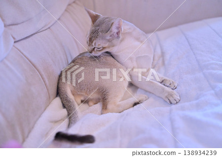 A Singapura cat grooming itself on a bed. 138934239