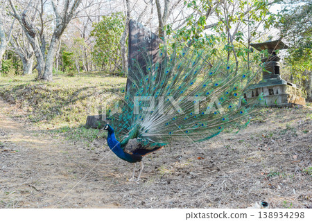 A beautiful Indian peafowl spreading its feathers 138934298