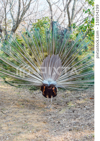 Peacock courtship, rear view Peacock courtship, rear view 138934299