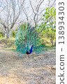 Amabiki Kannon: Peacock courtship 138934303