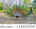 A peacock courting from behind and a stone lantern 138934304
