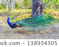 The elegant profile and long tail feathers of a peacock 138934305