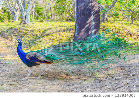 孔雀優雅的側臉和長長的尾羽 138934305