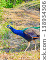 A wild Indian peacock's profile as it stands in the temple grounds. 138934306