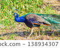 A vividly colored peacock landed on the temple grounds. 138934307