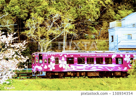 錦川青龍線在春季櫻花盛開時沿著山路運行。 錦川青龍線在春季櫻花盛開時沿著山路運行。 138934354