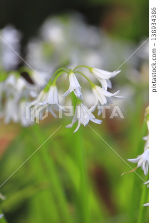白色三角蔥（Allium triquetrum） 138934386