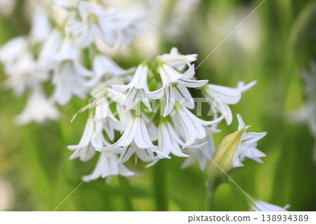白色三角蔥(Allium triquetrum) 白色三角蔥(Allium triquetrum) 138934389