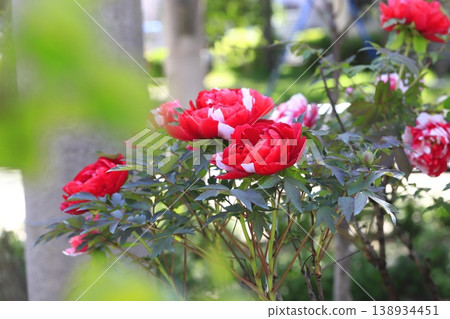 Large red and white peonies Large red and white peonies 138934451
