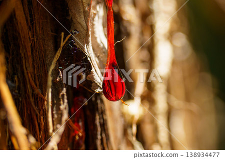 The flowing red sap of cedar trees The flowing red sap of cedar trees 138934477