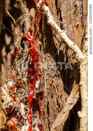 The flowing red sap of cedar trees The flowing red sap of cedar trees 138934480