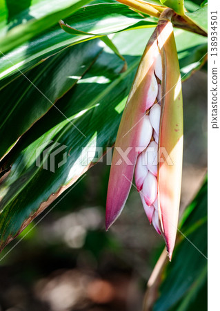 Close-up of the flower of Alpinia zerumbet, a plant native to the tropics. Close-up of the flower of Alpinia zerumbet, a plant native to the tropics. 138934501