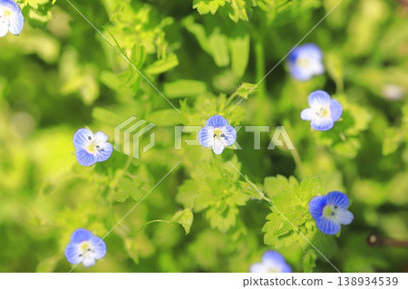 Small "Veronica persica" 138934539