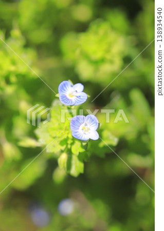 Small "Veronica persica" 138934540