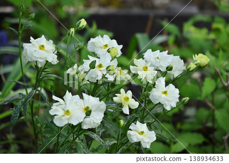 Yellow Ranunculus Lux Yellow Ranunculus Lux 138934633