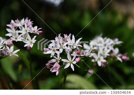 Allium Allium 138934634