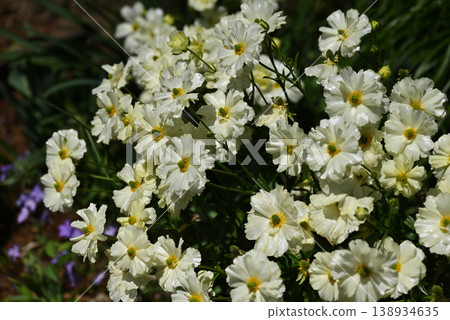 Yellow Ranunculus Lux Yellow Ranunculus Lux 138934635