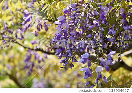 Wisteria flowers Wisteria flowers 138934637