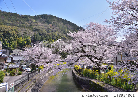 京都山科運河安住橋的櫻花和油菜花的春天風景 京都山科運河安住橋的櫻花和油菜花的春天風景 138934801