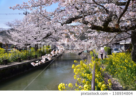 京都山科運河安住橋的櫻花和油菜花的春天風景 京都山科運河安住橋的櫻花和油菜花的春天風景 138934804