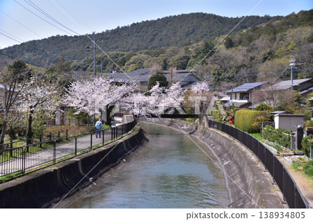 京都山科水道安州橋西側的櫻花美景 京都山科水道安州橋西側的櫻花美景 138934805