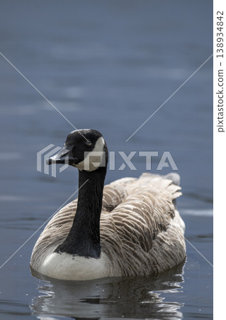 Canada goose swimming on calm water 138934842