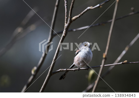 Long-tailed tit perched in a pool of sunlight 138934843