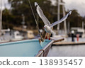 Seagull in Flight Flying Away From a Small Fishing Boat in Tasmania, Australia 138935457
