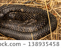 Close up of a Coiled Wild Tiger Snake in Tasmania, Australia 138935458