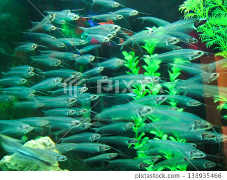 School of Transparent Glass Catfish Swimming in a Freshwater Aquarium School of Transparent Glass Catfish Swimming in a Freshwater Aquarium 138935466