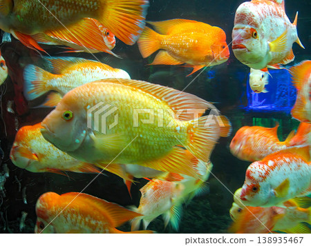 Orange and Gold Cichlid Fish Swimming in a Group Within a Lush Freshwater Aquarium Tank 138935467