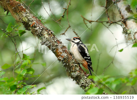 Great spotted woodpecker perched on a lichen-covered branch Great spotted woodpecker perched on a lichen-covered branch 138935519
