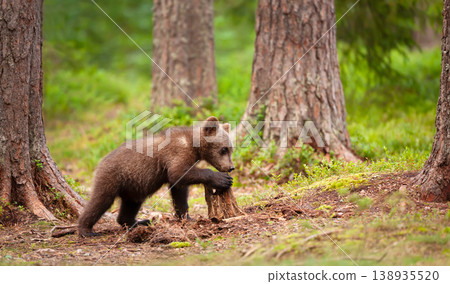 Young brown bear cub playing with a tree stump Young brown bear cub playing with a tree stump 138935520