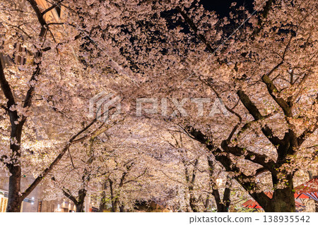 京都祇園白川的櫻花燈光秀(京都府京都市東山區) 京都祇園白川的櫻花燈光秀(京都府京都市東山區) 138935542