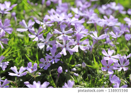 Purple purple cherry blossoms 138935598