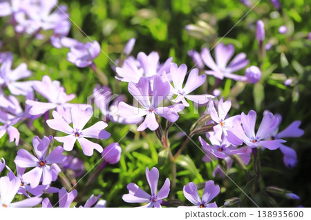 Purple purple cherry blossoms 138935600