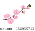 Pink cherry blossom branch with buds and flowers flat minimal botanical element isolated on white spring design 138935713