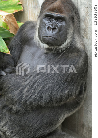 Gorilla reminisces, "There was a time when I wanted to become a serious actor." Gorilla reminisces, "There was a time when I wanted to become a serious actor." 138935908