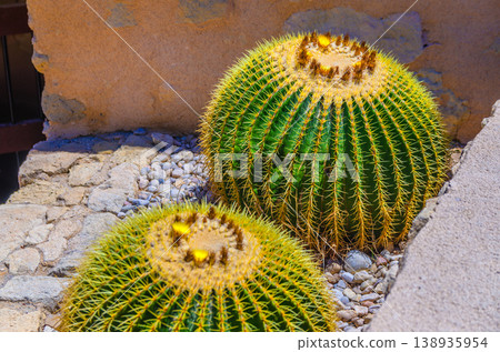 Golden barrel cactus, Echinocactus grusonii Golden barrel cactus, Echinocactus grusonii 138935954
