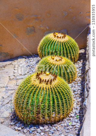 Golden barrel cactus, Echinocactus grusonii 138935955