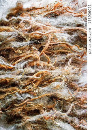 Spaelsau sheep wool locks prepared for wet felting with water droplets close up Spaelsau sheep wool locks prepared for wet felting with water droplets close up 138936031