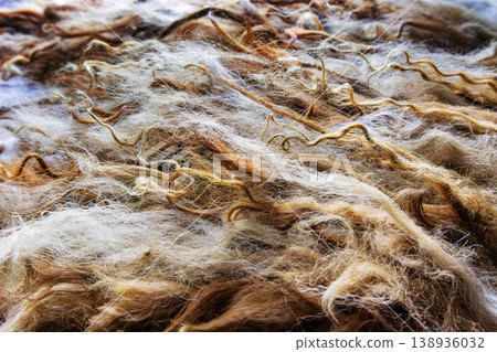 Spaelsau sheep wool locks prepared for wet felting with water droplets close up Spaelsau sheep wool locks prepared for wet felting with water droplets close up 138936032