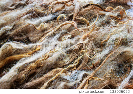Spaelsau sheep wool locks prepared for wet felting with water droplets close up Spaelsau sheep wool locks prepared for wet felting with water droplets close up 138936033