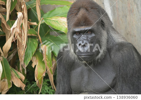 The gorilla then reflects, wondering if he had done something wrong. The gorilla then reflects, wondering if he had done something wrong. 138936060