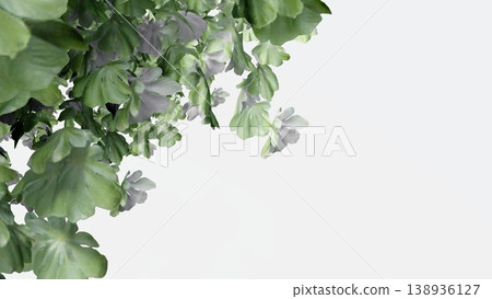 Green tree branches with leaves isolated on white background 138936127