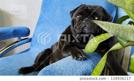 Portrait of funny black pug dog confidently sitting in armchair at home. Soft light emphasizes charming facial features creating humorous mood. Scene captures personality and playful character of pet Portrait of funny black pug dog confidently sitting in armchair at home. Soft light emphasizes charming facial features creating humorous mood. Scene captures personality and playful character of pet 138936217