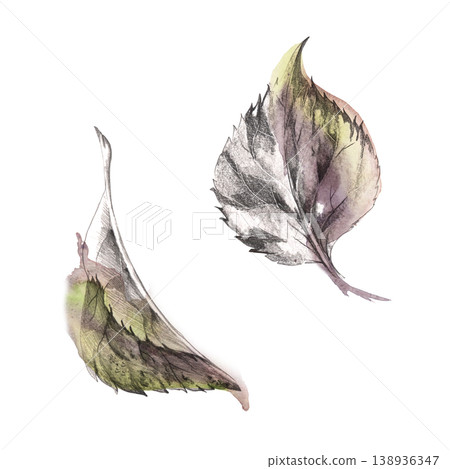 Set of tree, berry bush, shrub leaves. Grape, hydrangea, linden or viburnum botanical elements study. Isolated plant illustration hand drawn in pencil sketch detail and soft watercolor gradients. Set of tree, berry bush, shrub leaves. Grape, hydrangea, linden or viburnum botanical elements study. Isolated plant illustration hand drawn in pencil sketch detail and soft watercolor gradients. 138936347