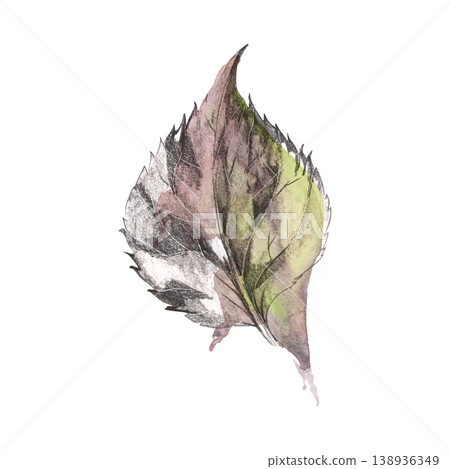 Textured serrated, veined tree, shrub or bush leaf, detailed element. Isolated plant illustration hand drawn in pencil outline, soft shading and watercolor wash. Botanical clipart, natural design Textured serrated, veined tree, shrub or bush leaf, detailed element. Isolated plant illustration hand drawn in pencil outline, soft shading and watercolor wash. Botanical clipart, natural design 138936349