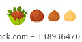 Hazelnuts set. in green shell, whole in brown skin, peeled kernels. Hand drawn flat style 138936470